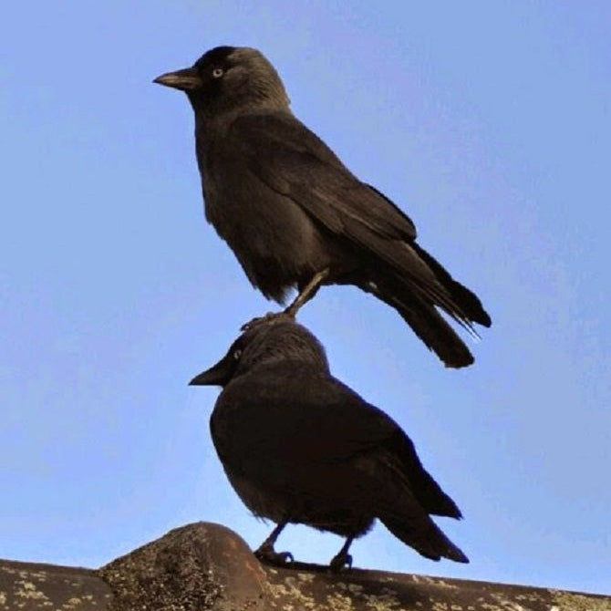 MONTHLY STICKER CLUB (3-Sticker Pack)